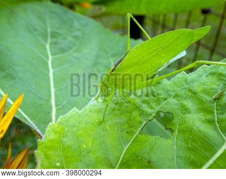 This Macrophotograph Shows The Detail Of A Green Katydid As It Appears To Be Armorned And Postured F
