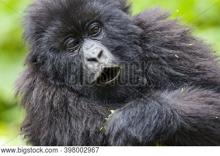 Junior Silverback Gorilla Portrait From Virunga Mountains