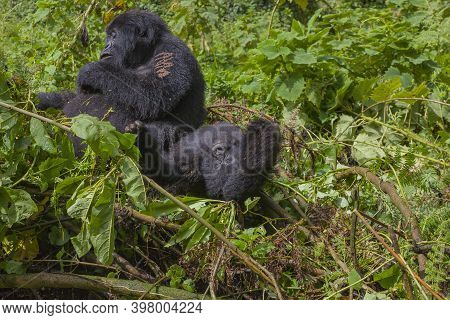 Junior Silverback Hanging-out With His Mother In A Nest