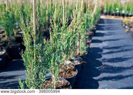 Rocky Juniper Skyrocket. Rows Of Flower Pots In A Flower Nursery