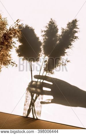 Dry Twigs Of Common Reed In A Glass Vase And Their Shadows On A White Background With A Hand Holding