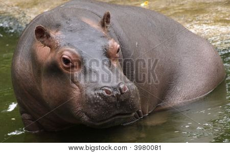 Baby Hippo