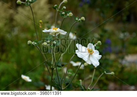 Shady Flowers Grow Best In Semi-shady Habitats In Lush, Moist And Nutritious Soils. It Is Suitable F