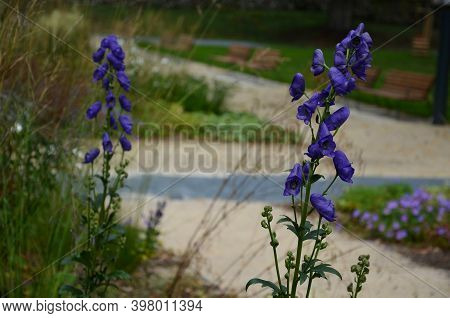 Shady Flowers Grow Best In Semi-shady Habitats In Lush, Moist And Nutritious Soils. It Is Suitable F