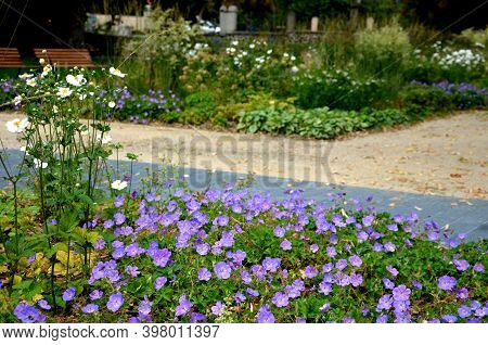 Název	
Shady Flowers Grow Best In Semi-shady Habitats In Lush, Moist And Nutritious Soils. It Is Sui