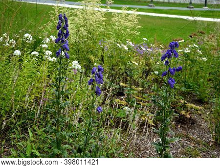 Shady Flowers Grow Best In Semi-shady Habitats In Lush, Moist And Nutritious Soils. It Is Suitable F