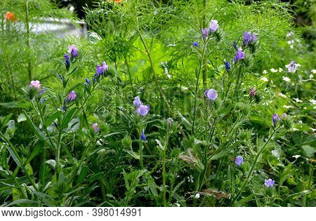 Shady Flowers Grow Best In Semi-shady Habitats In Lush, Moist And Nutritious Soils. It Is Suitable F