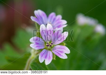 Doves Foot Geranium (geranium Molle) Flowers