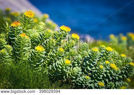 Arctic Flowers Close Up Tundra View, Barents Sea.