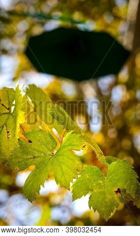 A Trees In The Autumn Decimal Forest.