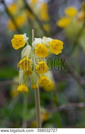 Close Up Of Common Cowslips (primula Veris) In Bloom