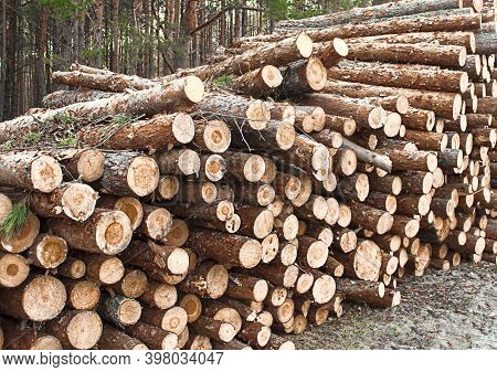 Stacked Logs On Logging, Wood-storage Place, Felling Of Coniferous Forest
