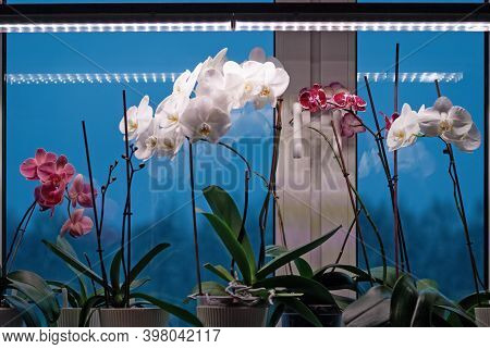 Phalaenopsis (moth Orchid) Plants Blooming On Windowsill Under Lamp In Winter Season To Prolong Nece