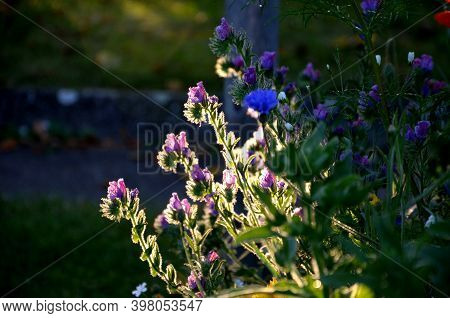 Hammock With Colorful Stripes Hanging In The Morning Sun Among The Apple Trees Below It Blooms Bee M