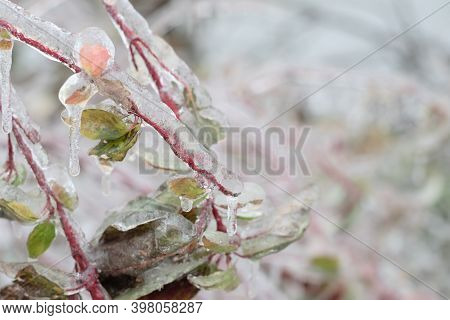 Branches Covered With Ice After Freezing Rain. Sparkling Ice Covered Everything After Ice Storm Cycl