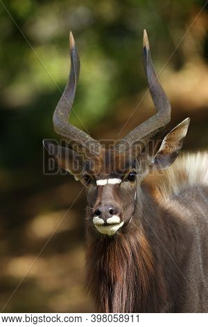 The Nyala (tragelaphus Angasii), Also Called Inyala, Adult Male Portrait.member Of A Resident Herd O