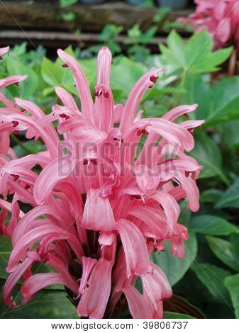 Justicia carnea