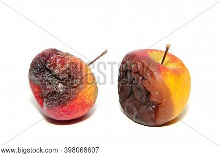 Two Rotten And Uneatable Apples. Isolated On A White Background.