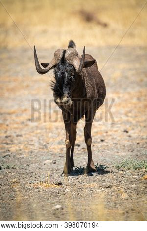 Black Wildebeest Stands In Sun Facing Camera
