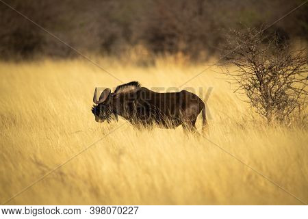 Black Wildebeest Stands In Profile Near Bush