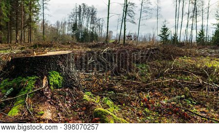 Sawn Tree Stump Covered With Green Moss Into The Forest. Sawn Natural Soft Tree Rain Forest