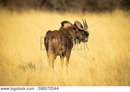 Black Wildebeest Stands In Grass Turning Head