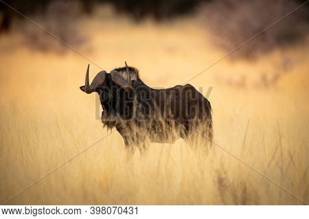 Black Wildebeest Stands Eyeing Camera In Grass