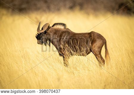 Black Wildebeest Standing In Profile In Grass