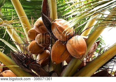 Fresh Orange Tender Coconut Fruit On Coconut Tree
