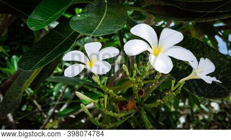 Brunch Of White Of Tiare Flowers At Green Outdoors Background