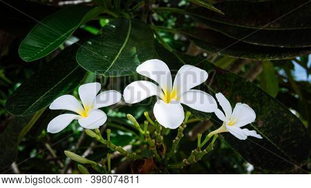 Brunch Of White Of Tiare Flowers At Green Outdoors Background
