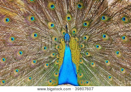 Peacock