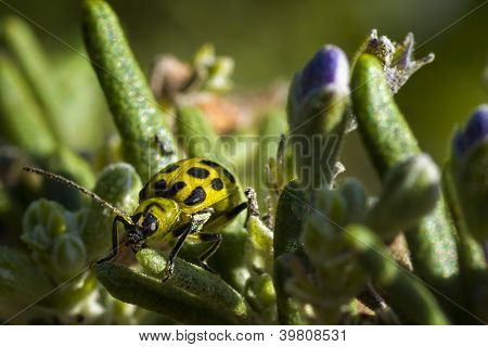 Spotted Cucumber Beetle
