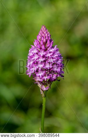 Pyramid Orchid (anacamptis Pyramidalis)