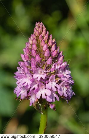 Pyramid Orchid (anacamptis Pyramidalis)