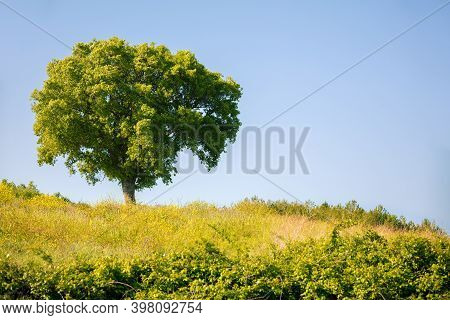 Alone Tree On Hill, Covered With Green Grass, Beautiful Fresh Natyre, Tuscany, Italy