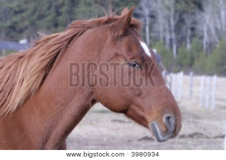 Pferd Kopf def
