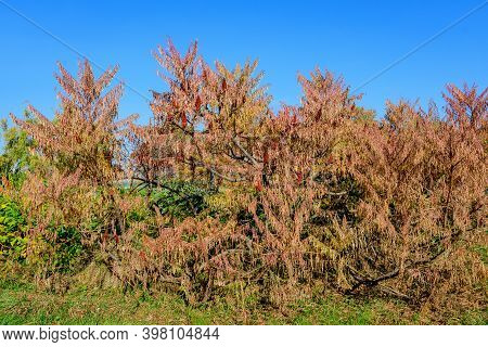 Minimalist Monochrome Background With Large Red And Orange Leaves And Small Flowers Of Rhus Shrub, C