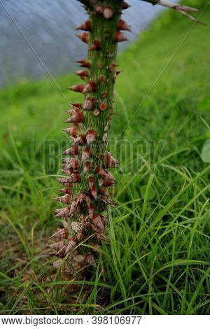 Salvador, Bahia Brazil - December 4, 2020: Tree Branch With Thorns Is Seen At Dique De Tororo In The