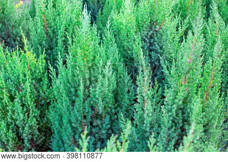 Juniper Virginsky Bushes, Evergreen Plant For Decoration And Design Of Garden Landscape..
