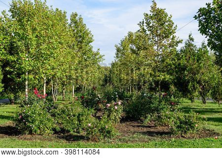 Landscape With Large Green Oak Trees And Grass In A Sunny Autumn Day In Parcul Izvor (izvor Park) In