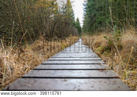 Boardwalk Thought The Moorland Of The High Fens In Belgium In Autumn