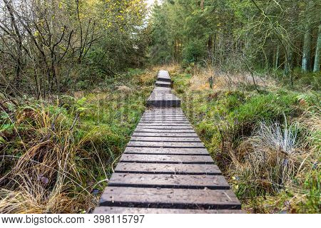 Boardwalk Thought The Moorland Of The High Fens In Belgium In Autumn