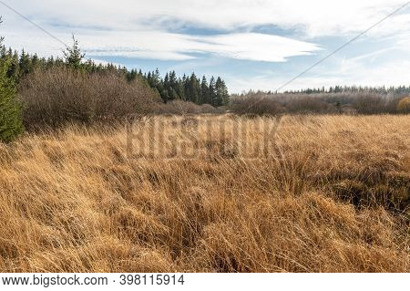 Colorful Landscape In The High Fens In Belgium In Autunm