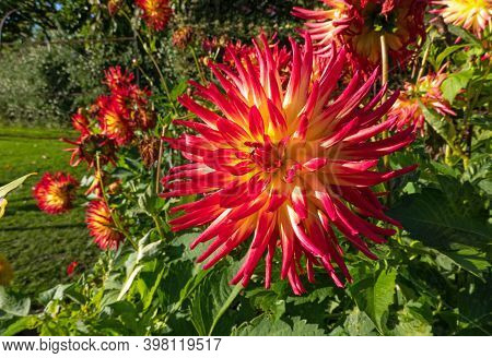 Pretty Dahlia Spanish Dancer,  Asteraceae Blossom In The Garden.