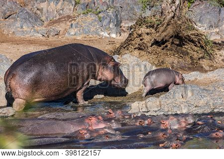 Mamy And Baby Hippo Going For A Walk At The Hippo Pool