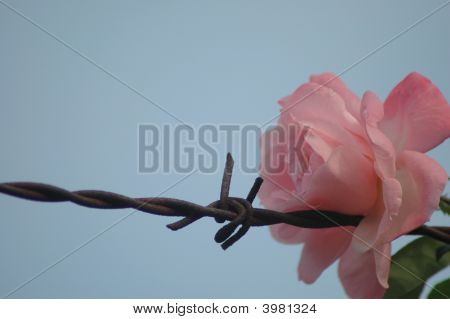 Rose a ostnatého drátu