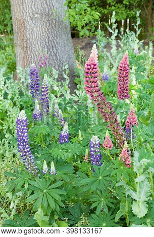 Lupin Minarette Border, Lupins (lupinus), A Flowering Perennial Growing In A Garden Border, Uk