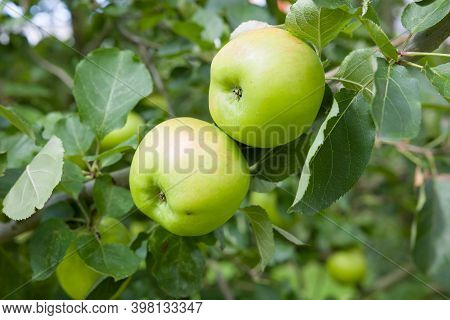 Green Cooking Apples Growing In A Tree, Bramley Apples, Uk