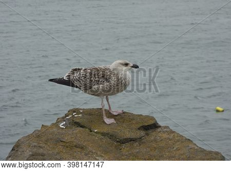Glaucous Gull A Migratory Bird